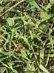Lycaena phlaeas hypophlaeas