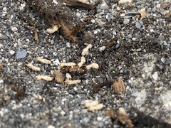 Coptotermes formosanus