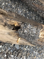 Coptotermes formosanus