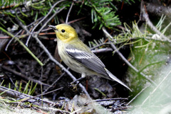 Setophaga townsendi × occidentalis