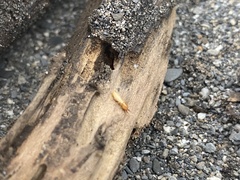 Coptotermes formosanus