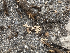 Coptotermes formosanus