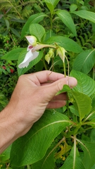 Impatiens tinctoria