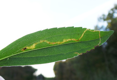 Phytomyza solidaginis