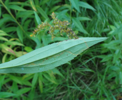 Phytomyza solidaginis