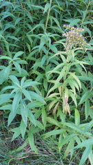 Phytomyza solidaginis