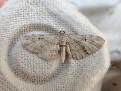 Eupithecia interruptofasciata