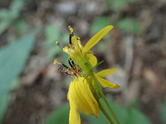 Coreopsis latifolia
