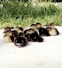 Cairina moschata domestica