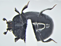Geomysaprinus moniliatus