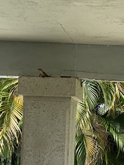 Leiocephalus carinatus