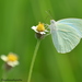 Mottled Emigrant - Photo (c) Aniruddha Singhamahapatra, some rights reserved (CC BY-NC), uploaded by Aniruddha Singhamahapatra