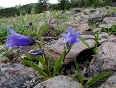 Campanula dasyantha