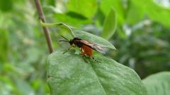 Athalia cordata