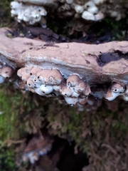 Agathomyia wankowiczii