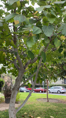 Magnoliopsida