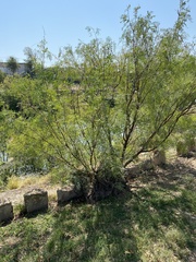 Prosopis glandulosa