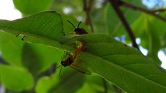 Athalia cordata