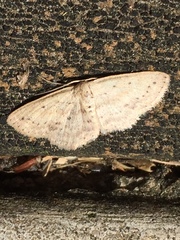 Scopula aemulata