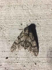 Ceratomia undulosa