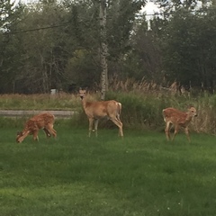 Odocoileus virginianus