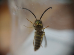 Vespula
