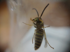 Vespula