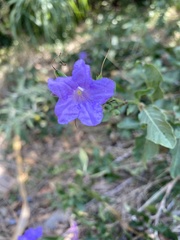 Ruellia nudiflora