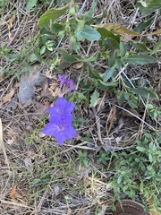 Ruellia nudiflora