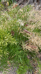 Asparagus aethiopicus