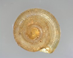 Helicodiscus