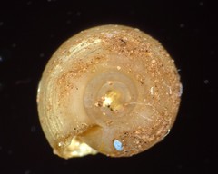 Helicodiscus