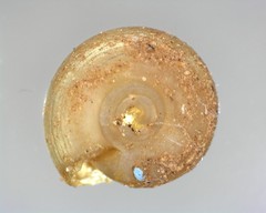 Helicodiscus
