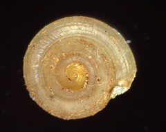 Helicodiscus