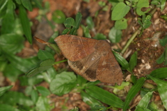 Ophisma tropicalis