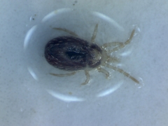 Ornithonyssus spinosa