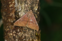 Ophisma tropicalis