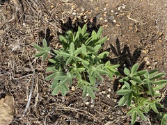 Lupinus texensis