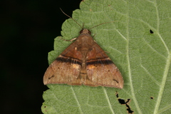 Ophisma tropicalis