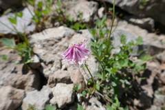 Trifolium productum