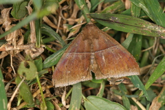 Ophisma tropicalis