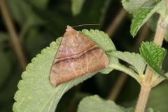 Ophisma tropicalis