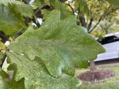 Quercus bicolor