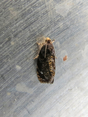 Olethreutes auricapitana