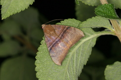 Ophisma tropicalis