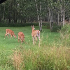 Odocoileus virginianus