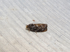 Olethreutes auricapitana