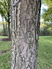 Quercus bicolor