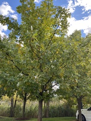 Quercus bicolor