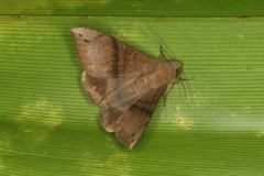 Ophisma tropicalis